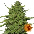 Amnesia Lemon - Barney's Farm